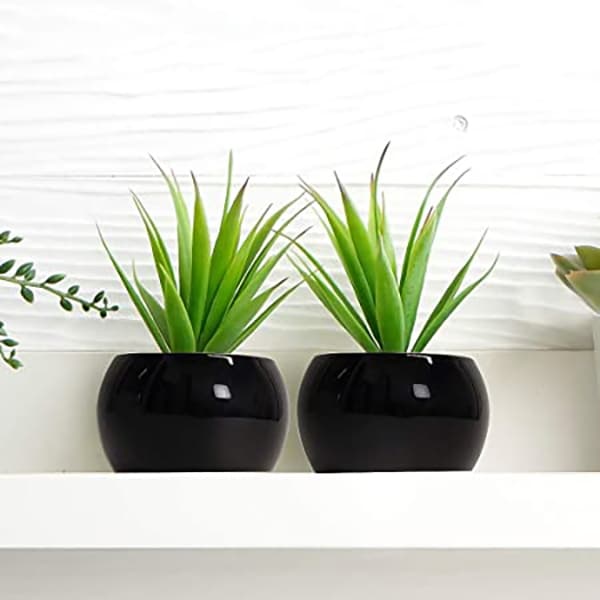black candle jars for growing plants